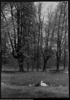 Choroszcz, park pałacowy