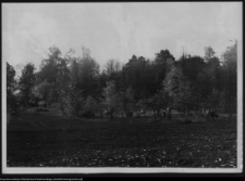 Choroszcz, park pałacowy