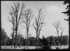 Choroszcz, park pałacowy