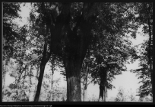 Choroszcz, park pałacowy