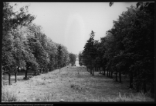 Choroszcz, park pałacowy