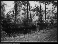 Choroszcz, park pałacowy