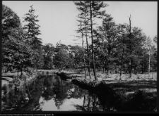 Białowieża, Park Narodowy