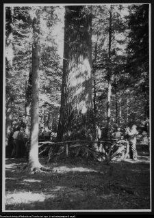 Białowieża, Park Narodowy