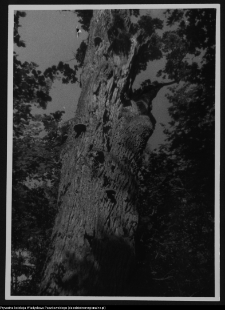 Białowieża, Park Narodowy