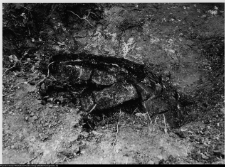 Szczuczyn, Dom Szczuków