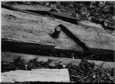 Szczuczyn, Dom Szczuk&oacute;w