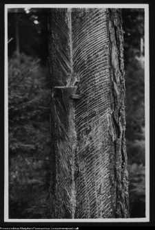 Supraśl, spuszczanie żywicy z drzewa