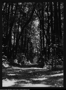 Dowspuda, park pałacowy