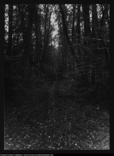 Dowspuda, park pałacowy