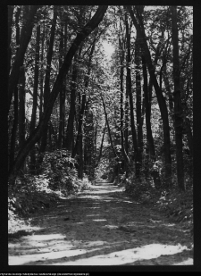 Dowspuda, park pałacowy