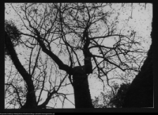 Dowspuda, park pałacowy