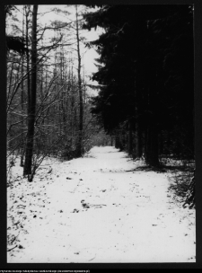 Dowspuda, park pałacowy