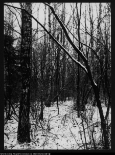 Dowspuda, park pałacowy