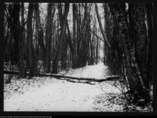 Dowspuda, park pałacowy