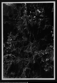 Dybowo, okolice grodziska