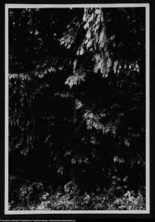 Dybowo, okolice grodziska