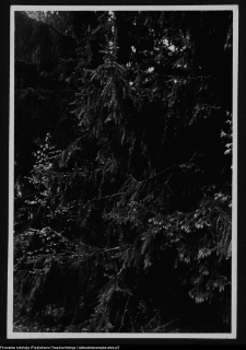 Dybowo, okolice grodziska