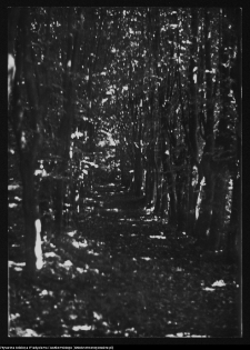 Drozdowo, park dworski