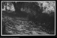 Cis&oacute;w, ogr&oacute;d dworski