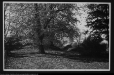 Cisów, ogród dworski