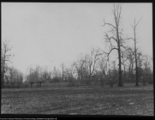 Strabla, widok na park i kości&oacute;ł