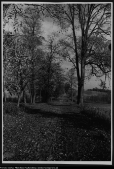 Łosośna, fragment alei ogrodu dworskiego