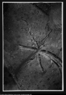 Białystok, Pałac Branickich