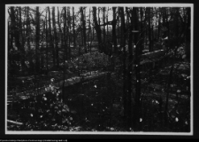 Białystok, Pałac Branickich, park